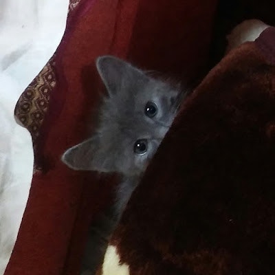 Николай Рябов