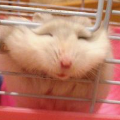 владик ермоленко