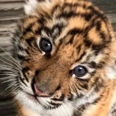 Юрий Жарков