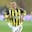semih