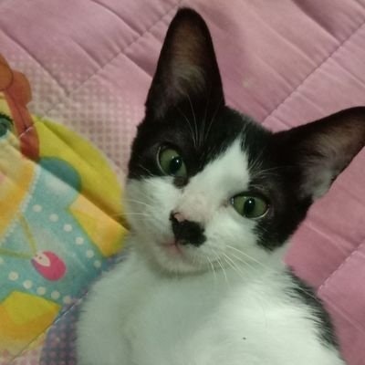 🍀BISMILLAH BIGWIN🍀