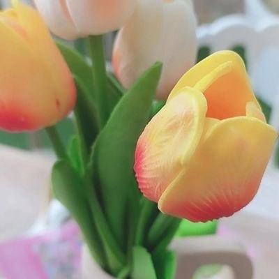 ferris freetag jenus