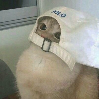 😽🤘 || freetag 24/7