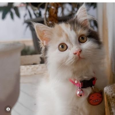 Vaa Winner FreeTag ❤❤🏆🏆