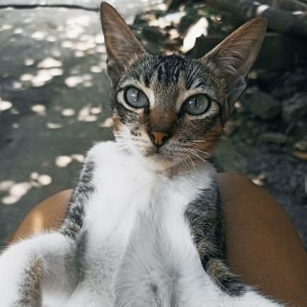 chris(つ✧ω✧)つ #Jenus