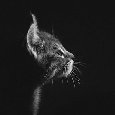 𓂃🐈𓈒 𓂂𓏸 𝘬ꫝꪖꪀ𝘴