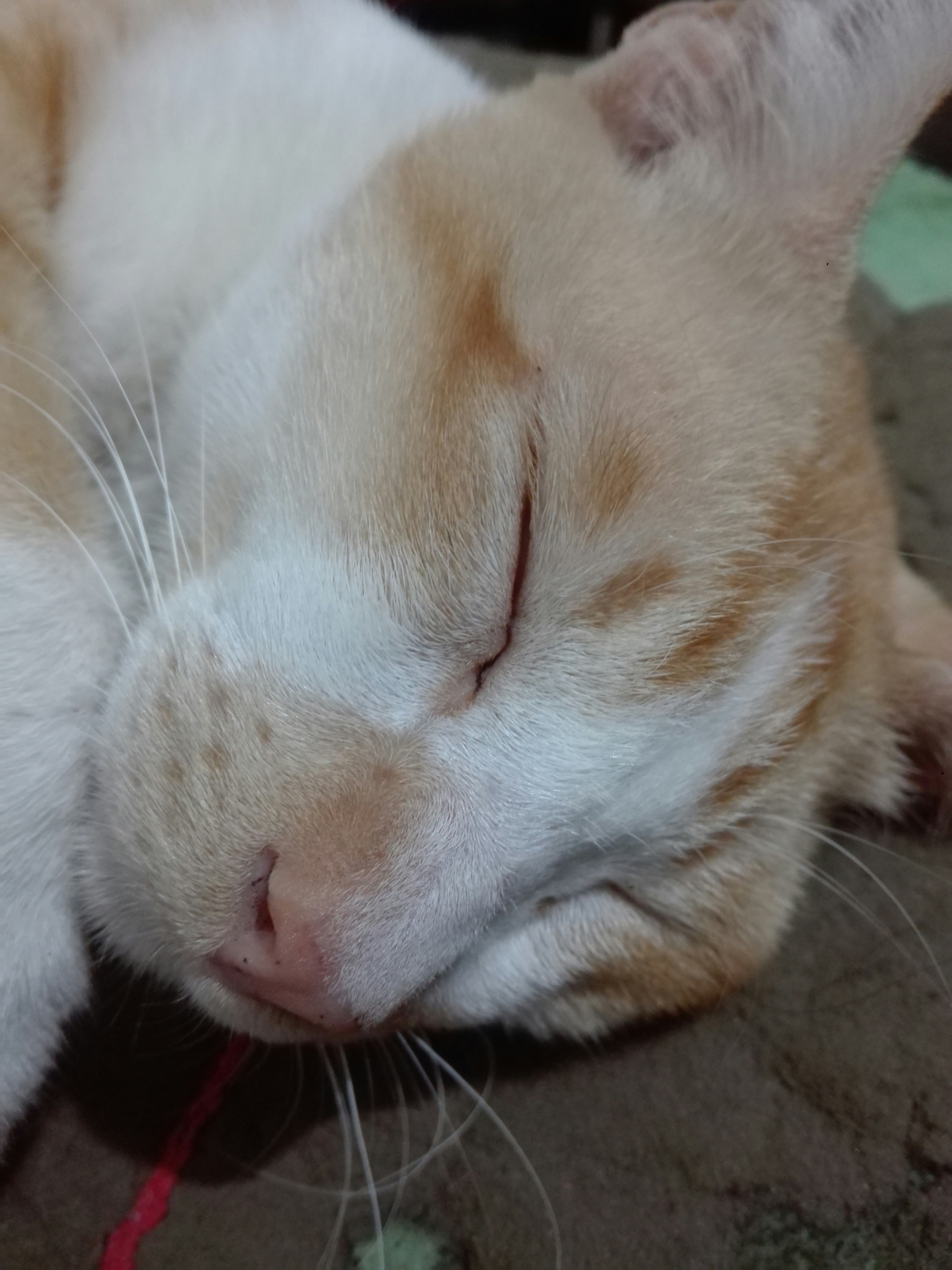 LuckyRoo 🍖 || FreeTag