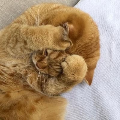 🧜‍♂️ freetag