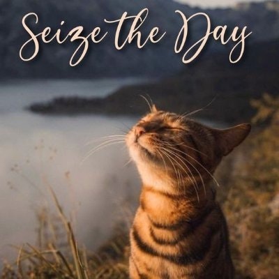 stay_sane ✨freetag✨