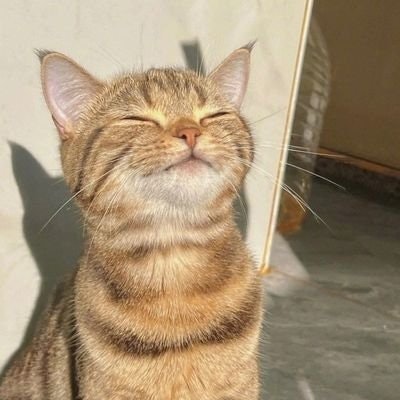 Allen 💎🦚🌟🍀🐝🐒🇮🇳