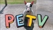 PET TV