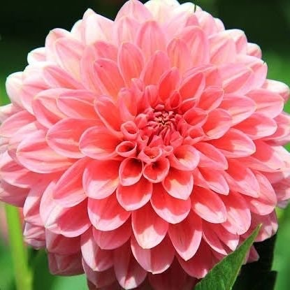 🍀 🌼 BIGWIN YUK !! 🍀🍀