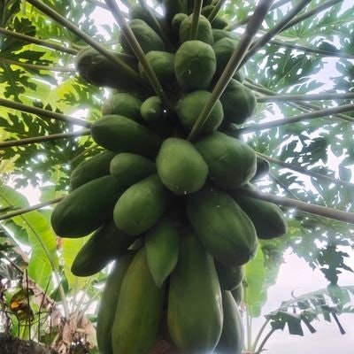 🌞🍀 ANJAR ISWORO PUTRI🍀🌞 freetag