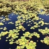 Linda Friedman Aboody