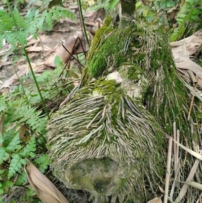 Md Mosharof Hossain Mintu