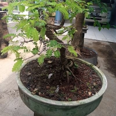 Siegiet Van der Vart