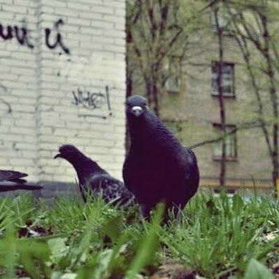 Олег Владимирович