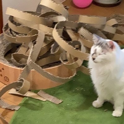 ぬこなっつ(💙,🧡)