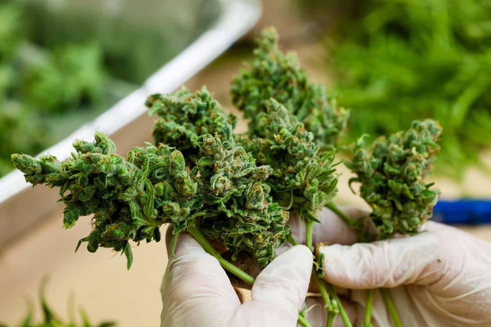 Buy Weed Online Canada At Bulkweedinbox