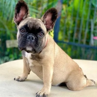 Dubii 🐶 Free tag 🍀