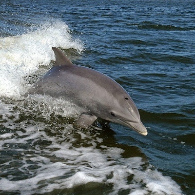 Mehmet Can Tanrısever