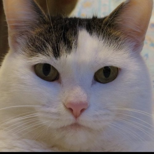 Антон Ефименко