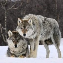 (💙,🧡)The Pristine