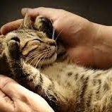 Afif Alrazka | $StarkDefi