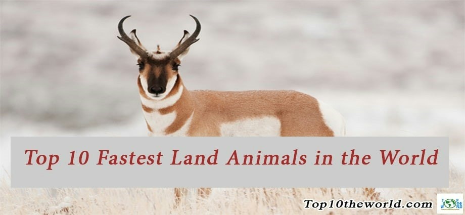 10 Fastest Land Animals
