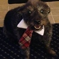 Stephanie Kennedy Goddard