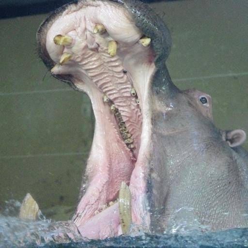 Supercalifragilego 🇨🇦