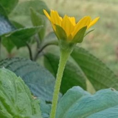 wadi sipit