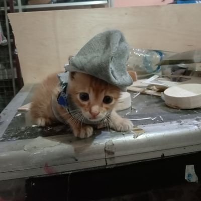 Dinameliza 🇮🇩🍼