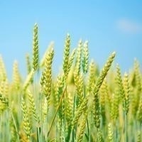 Любовь Костина