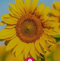 ᠴᠢᠯᠠᠭᠤᠨ ᠫᠦᠷᠪᠦᠴᠢᠯᠠᠭᠤᠨ