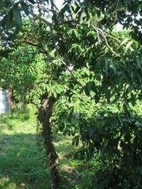 Ariadna Artiles Díaz