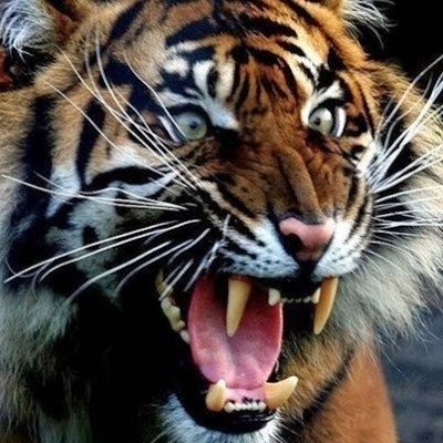 Дима Приходько