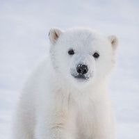 Munkherdene Munkhbat