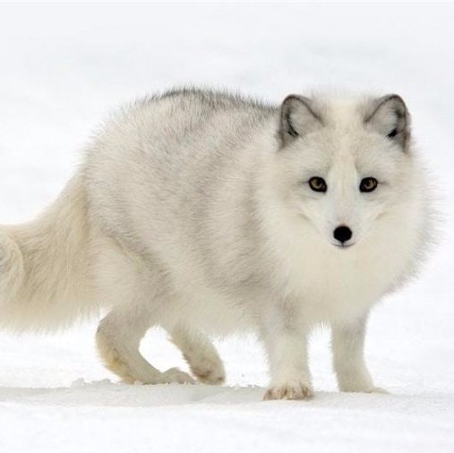 Prosecutor for Putin 🇺🇦 / Песец Путину 🇺