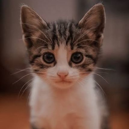 A ❤️ FREETAG🎄$TTC ⚡