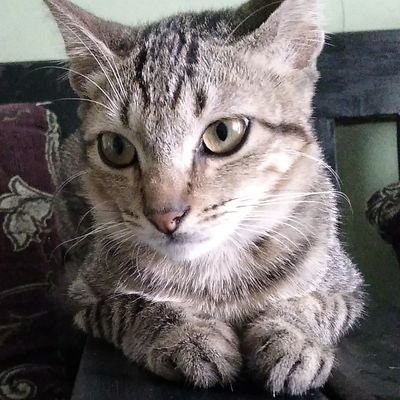 iLO 🐱🎄$TTC || FREETAG || 🕊