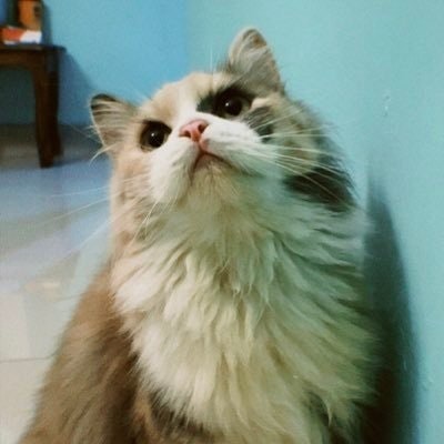 Seblak Freetag 🎄$NEST