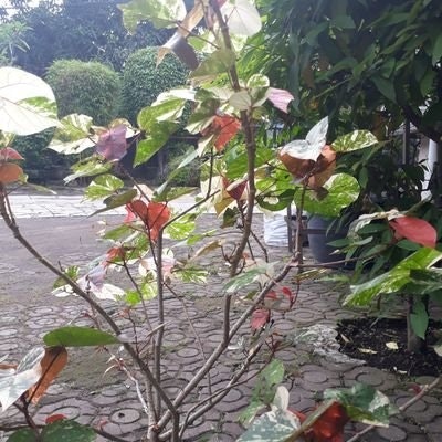 maung cihuy 🎄$TTC