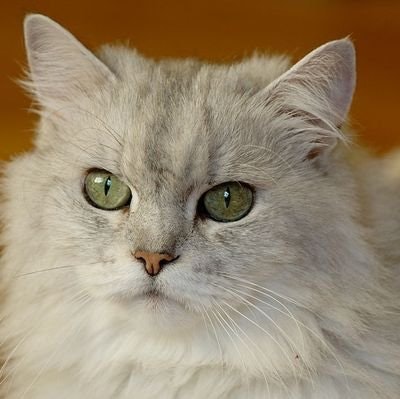 say. | fb ya 💙 freetag🎄$TTC