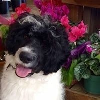 Benita Bottom-Svitchan