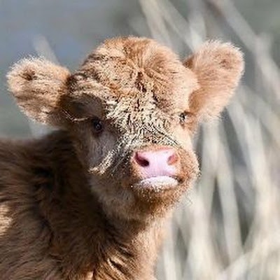 Diran oluwashijibomi