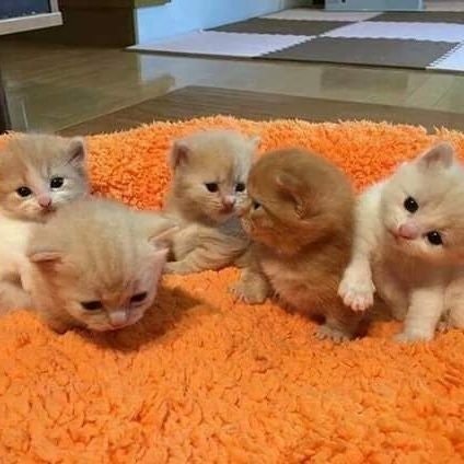 🎄$TTC⚡🍀||Free tag unlimited