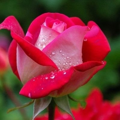 Super Hokky 🍒Freetag