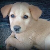 Suruthi Thaarani Rajendran