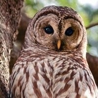 Susan Lawson Turchon